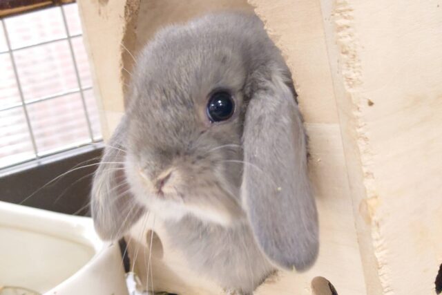 透明感溢れる美人さん🫧💗ロップイヤーラビット(ブルーオター) 女の子