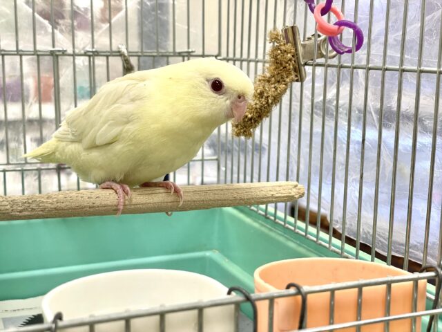 最新画像🪄︎︎】優しいカラーにまん丸フォルム💛サザナミインコ