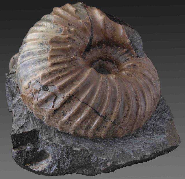 ユウパキディスカス・ラムベルチ Eupachydiscus aff. lamberti: 北海道