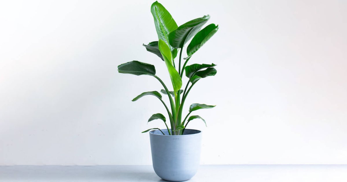 ストレリチア・オーガスタ | 観葉植物の通販 AND PLANTS (アンドプランツ)