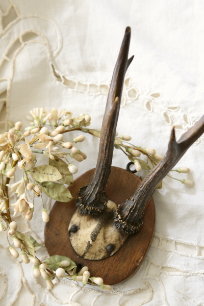 アンティークトロフィー フランス 鹿の角 スカルホーン 【Antiques