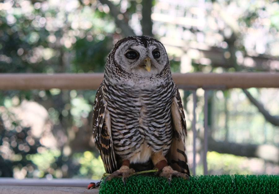 フクロウ2 | アシュラン バードハウス | 福岡県大野城市にあるバードハウス