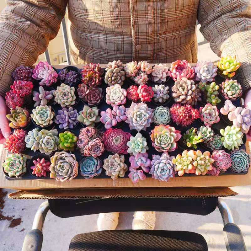 13韓国苗 雑交新種 多肉植物寄せ植えセットカット苗詰め合わせ 30苗