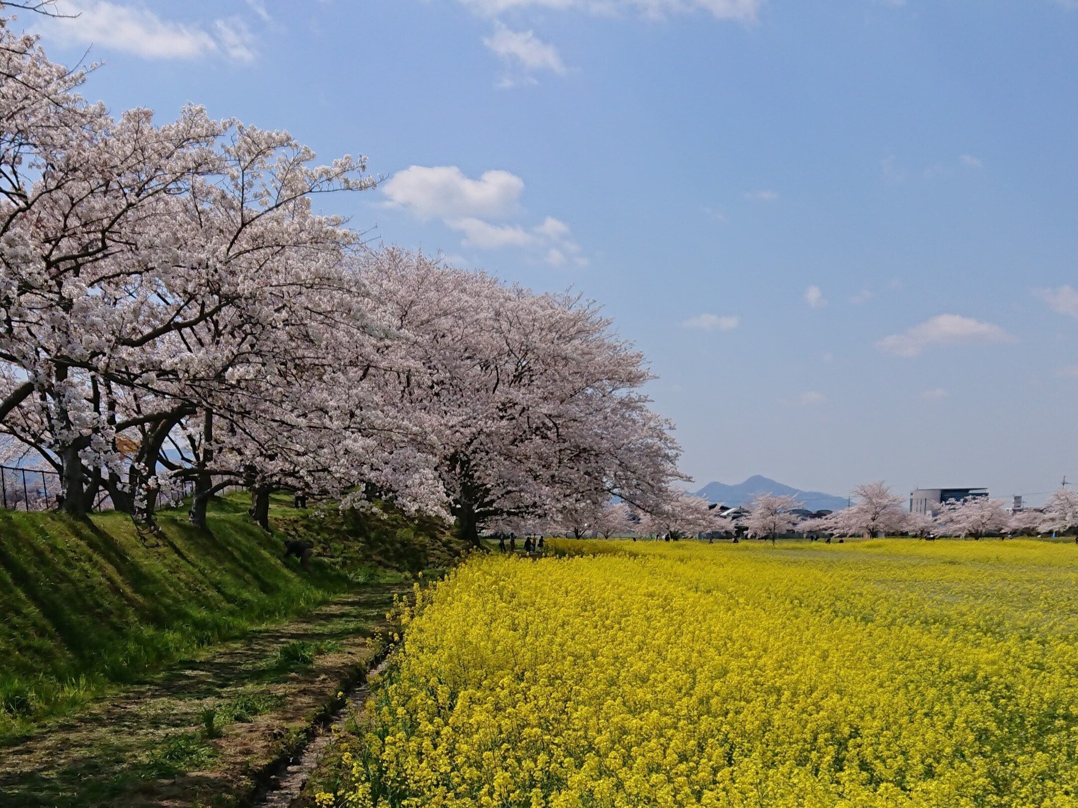 藤原宮跡3月下旬〜4月上旬【桜と菜の花】｜レタス