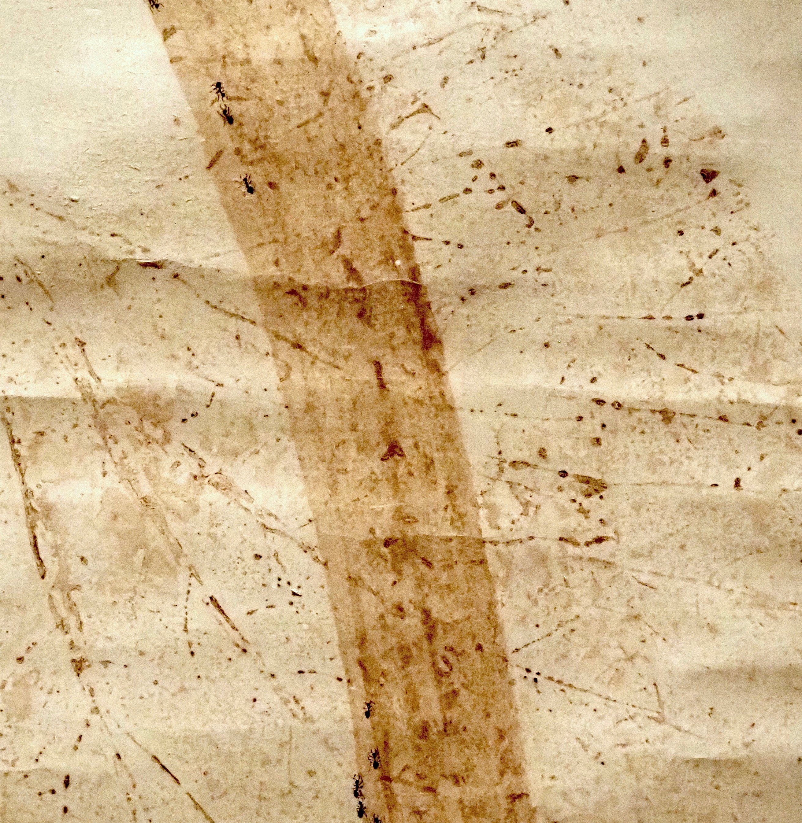 その虎はやはり猫だった！ 特別展「長沢芦雪」＠大阪中之島美術館