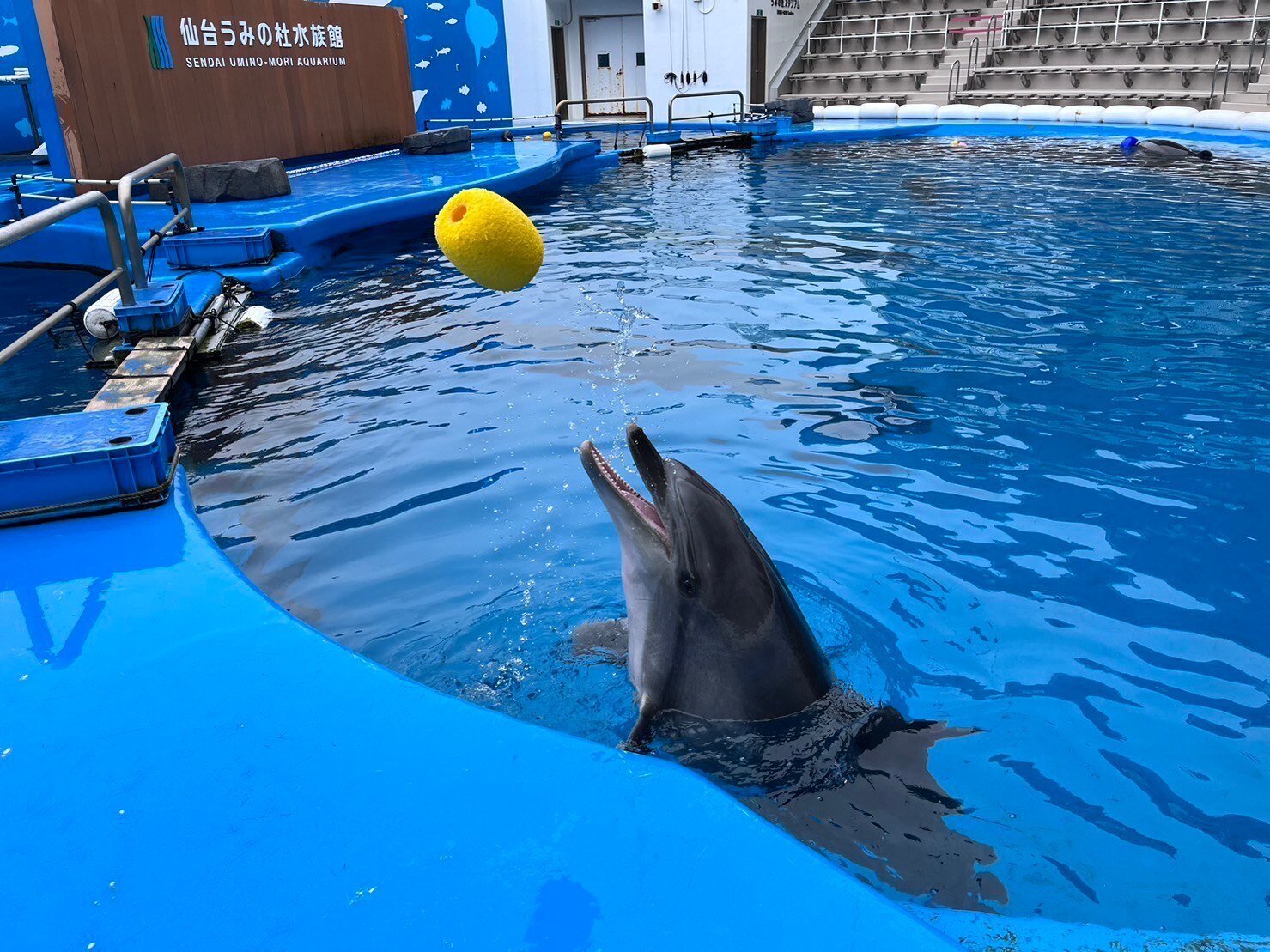 イルカのおもちゃ｜仙台うみの杜水族館