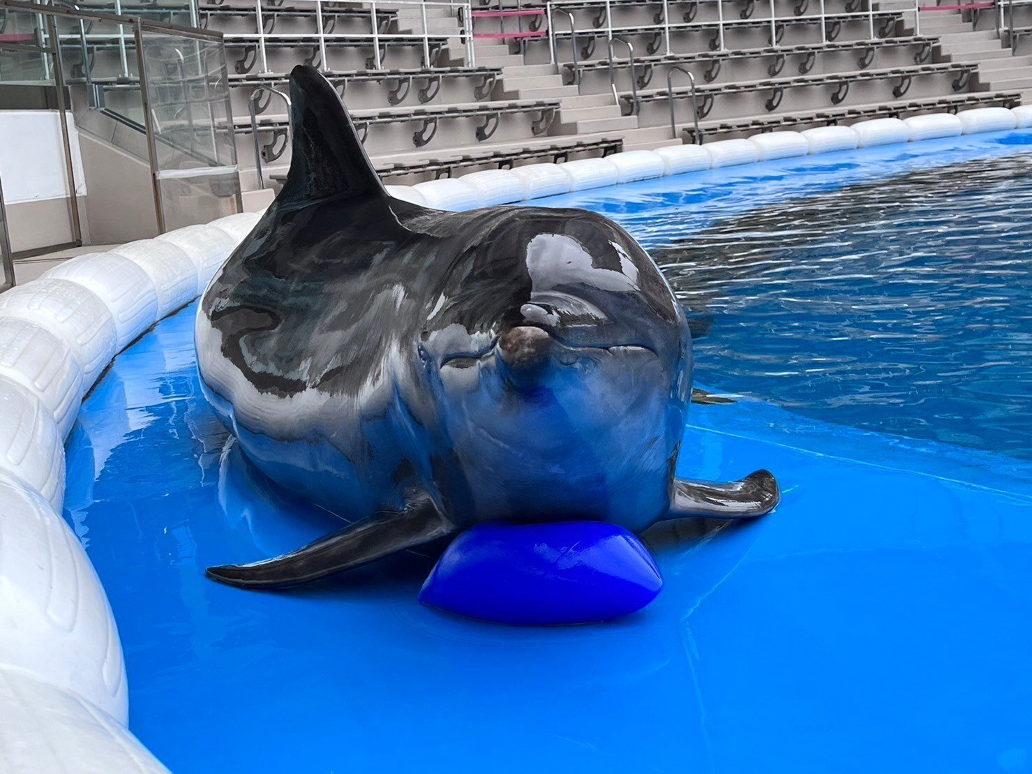イルカのおもちゃ｜仙台うみの杜水族館
