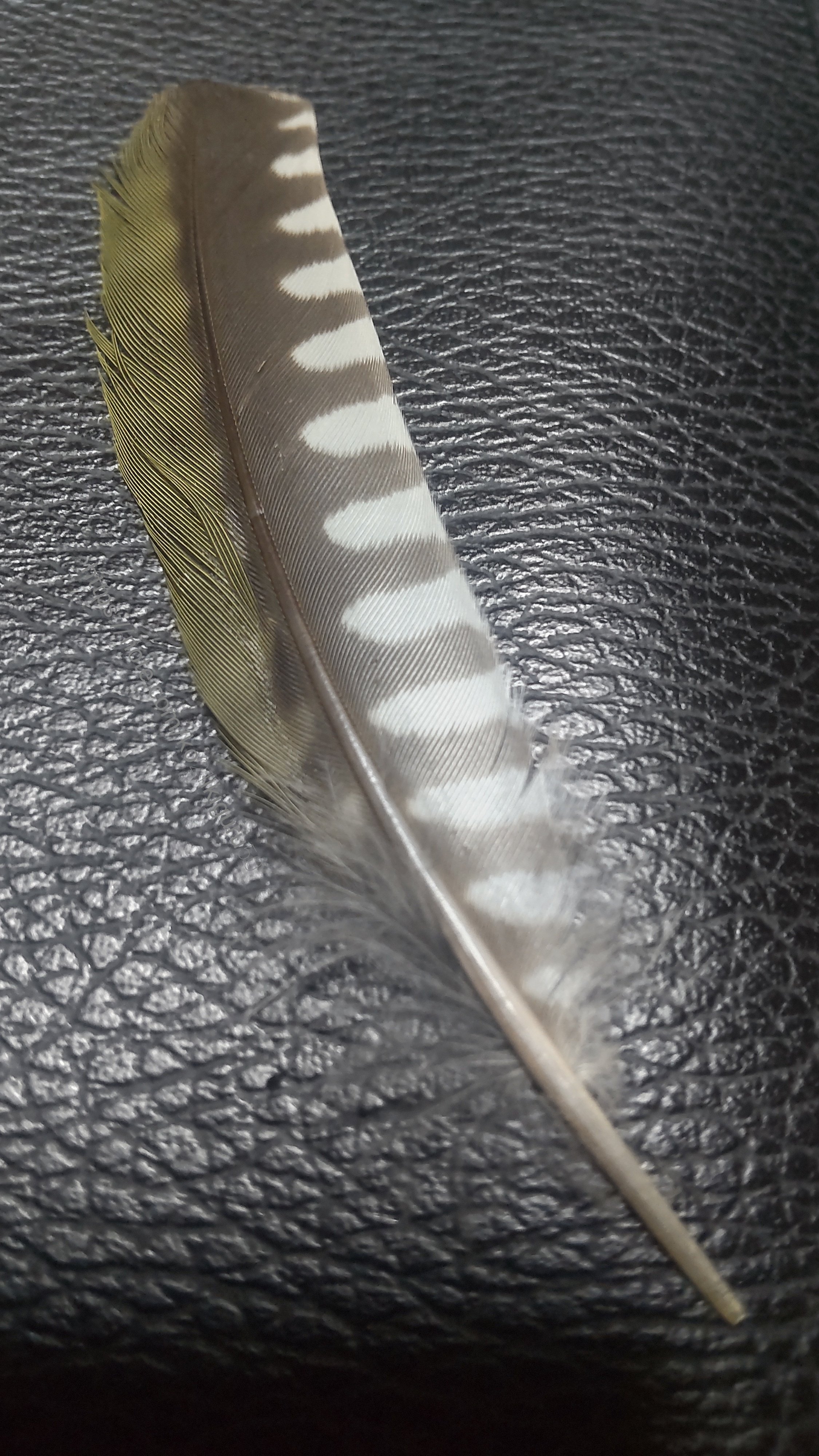 私の羽根コレクション3選｜いきものぐるり