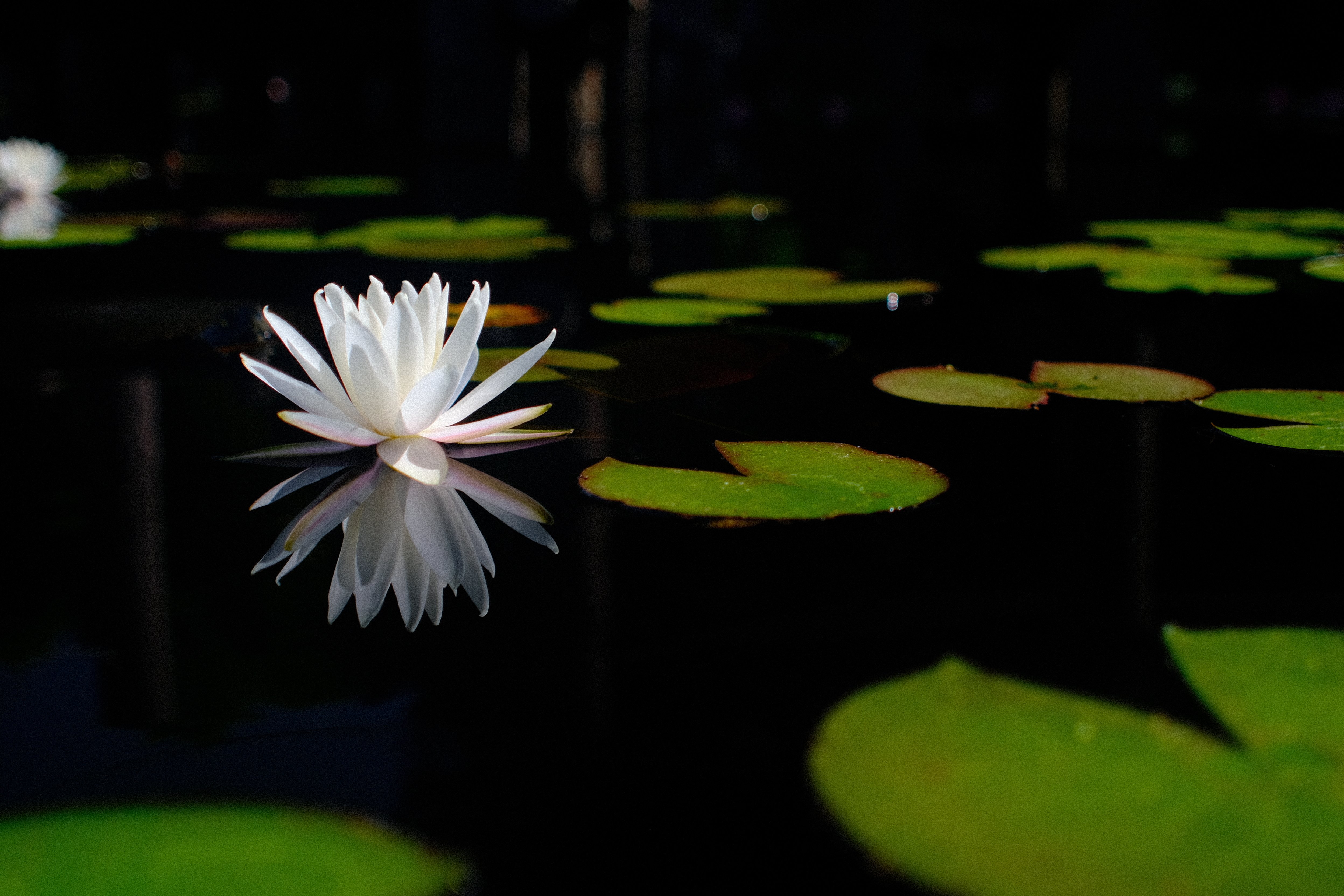 150 睡蓮＠旧小名郷池｜SFj1966