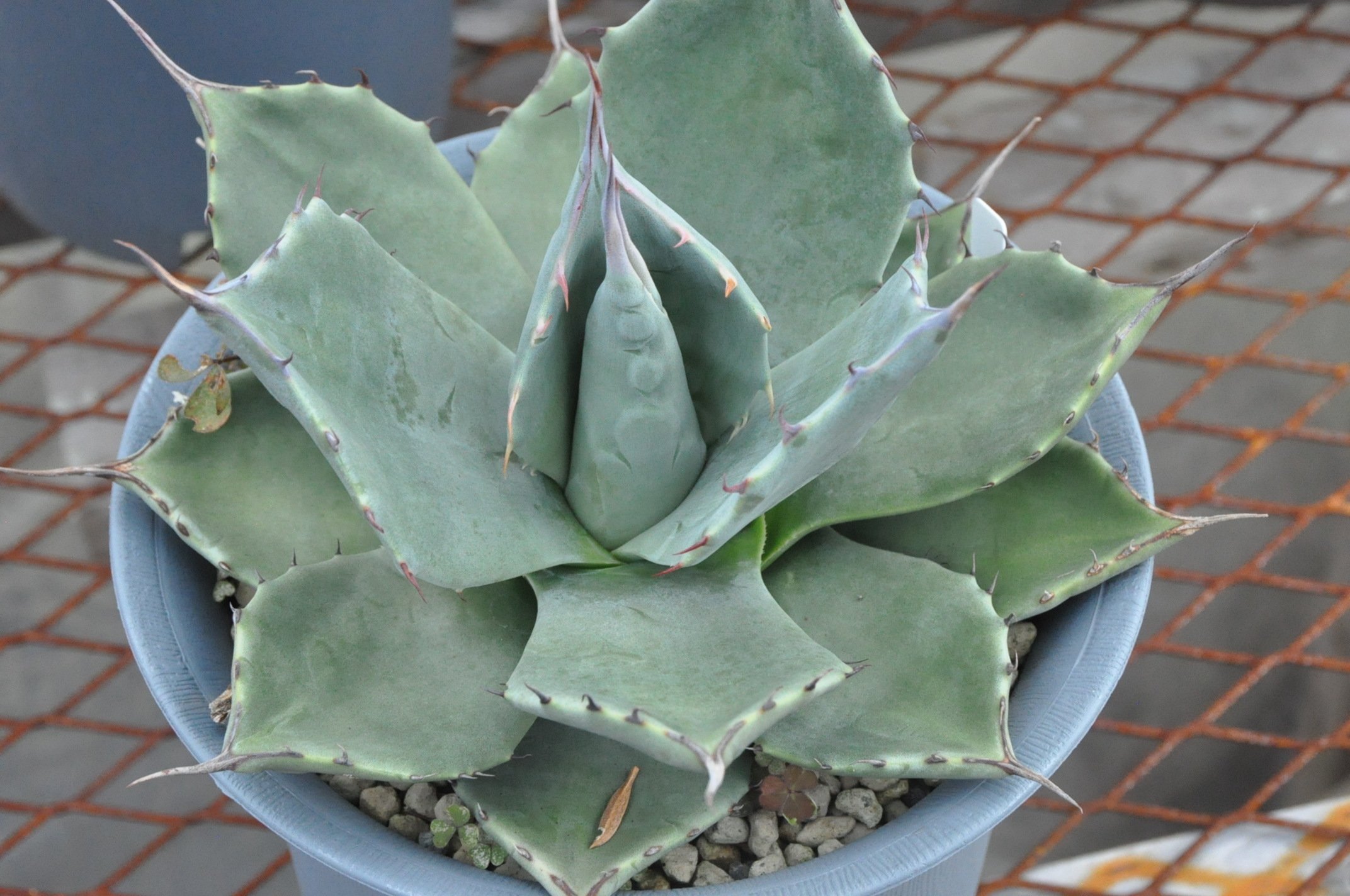 アガベ 詳細案内 3（アプラナータ）｜KKGREEN