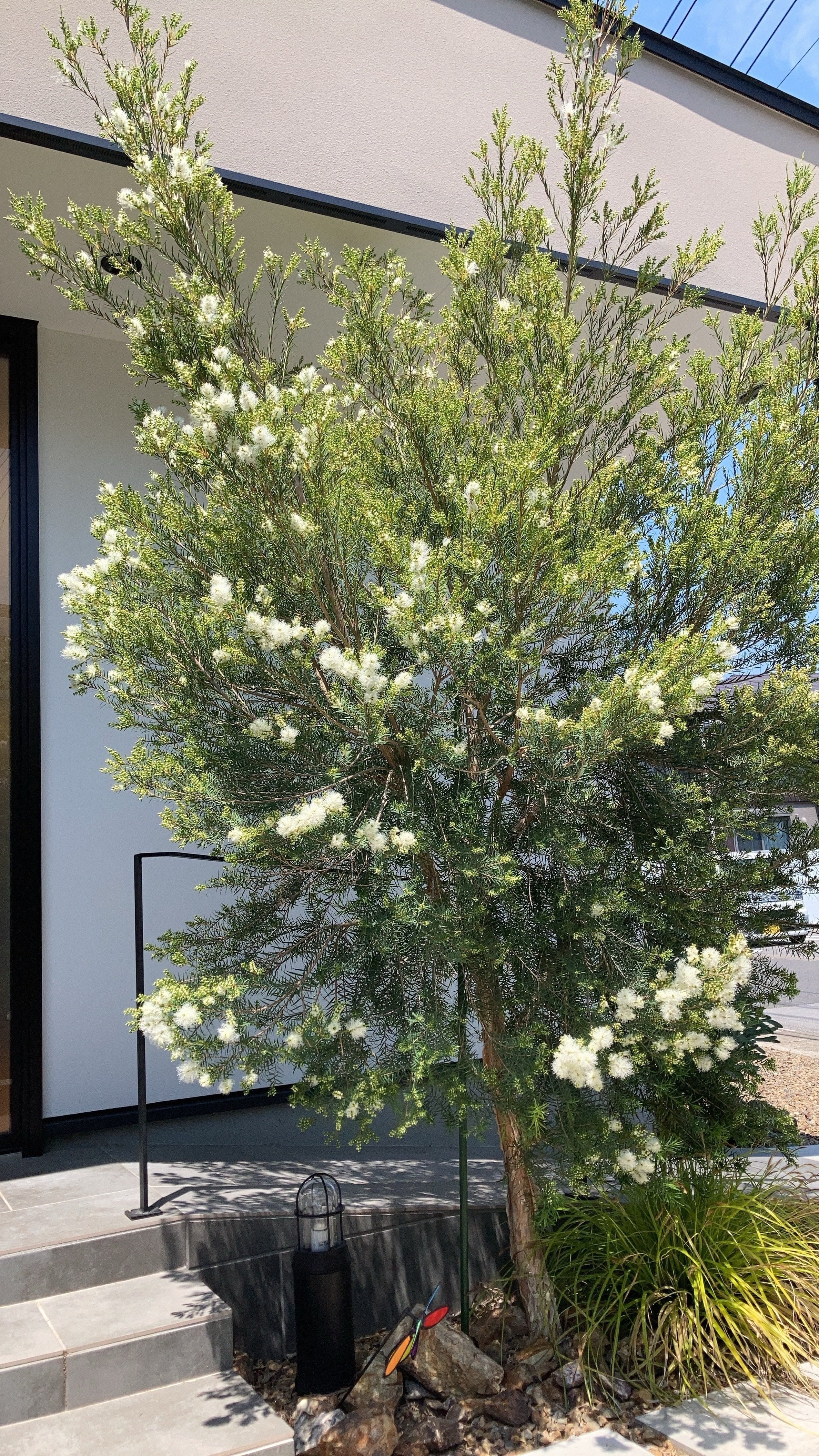 実録・うちのオージー｜初夏に雪が降る！メラレウカ・スノーインサマー