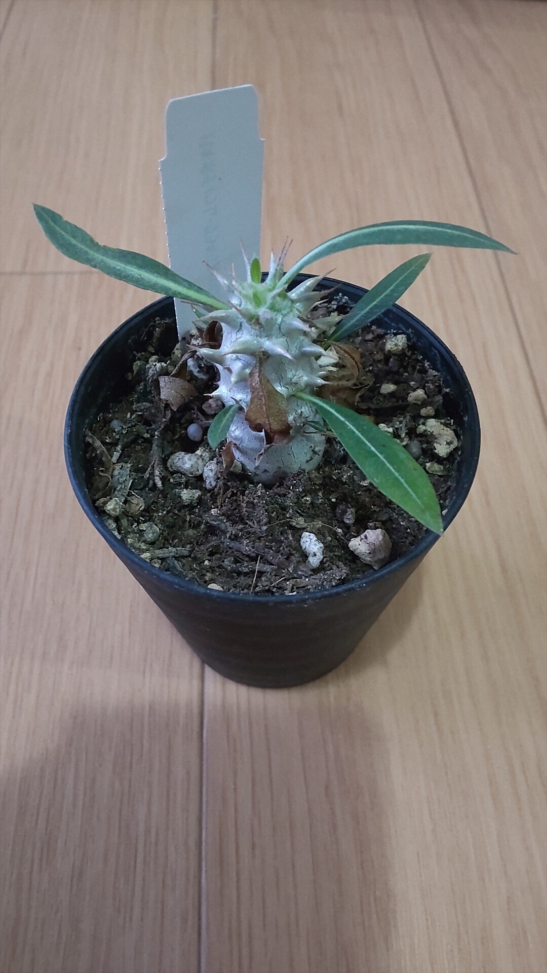 パキポディウム（グラキリス×ホロンベンセ）の成長日誌2 2025年2/18