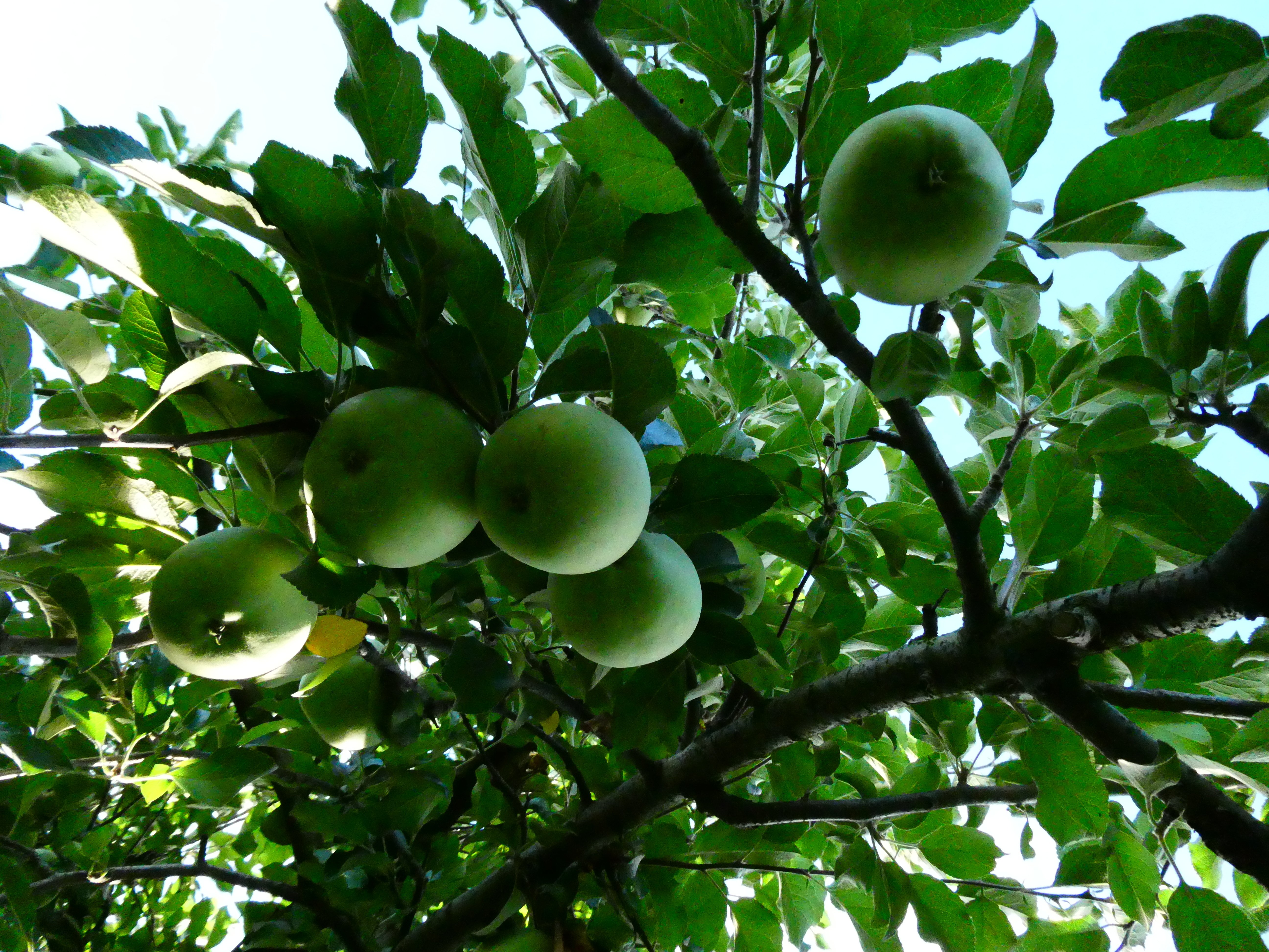 りんごの生育レポート＃2025年8月｜クニミノマド オーナー制度