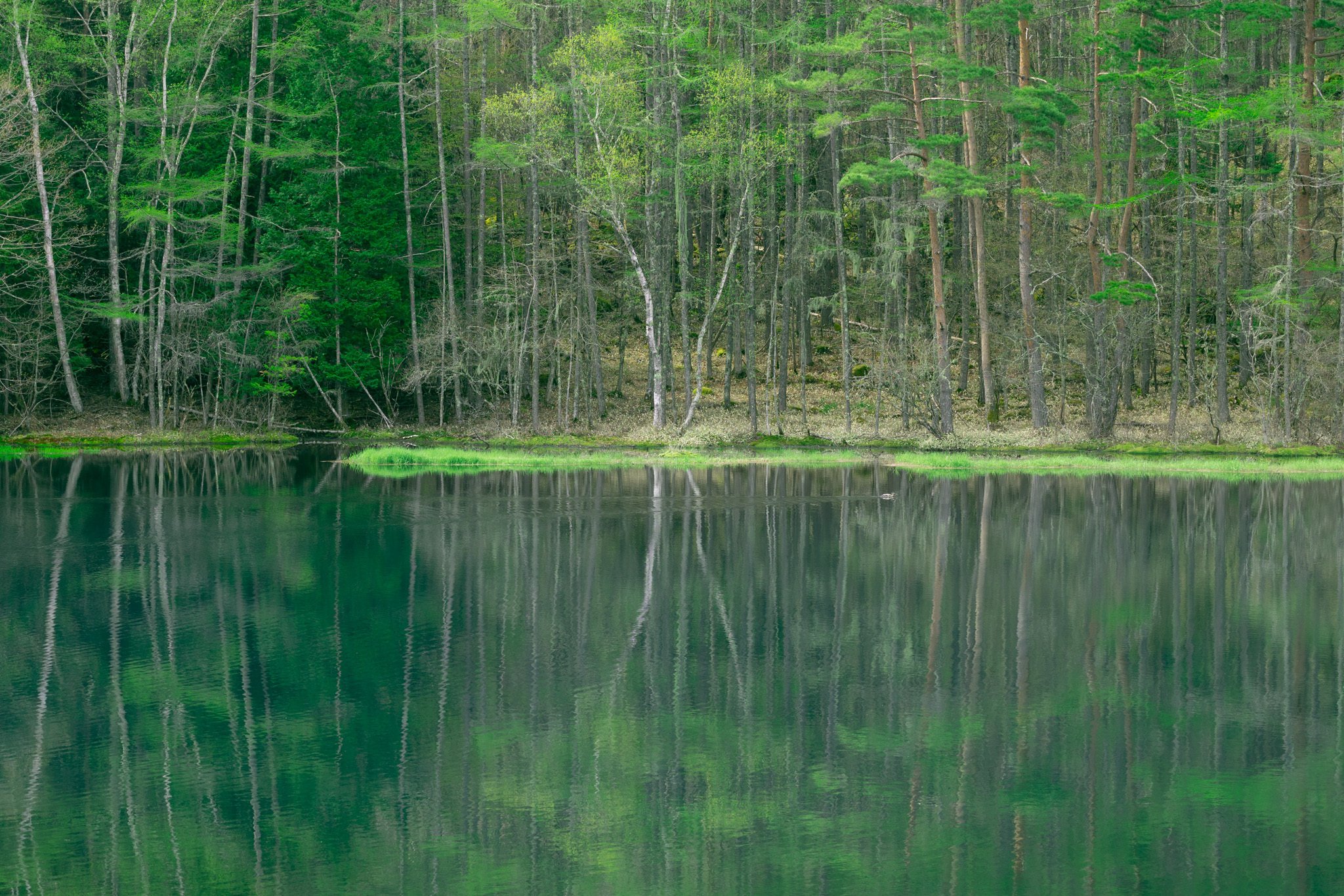 静寂に包まれた美しき鏡面――御射鹿池を訪れて｜Woody