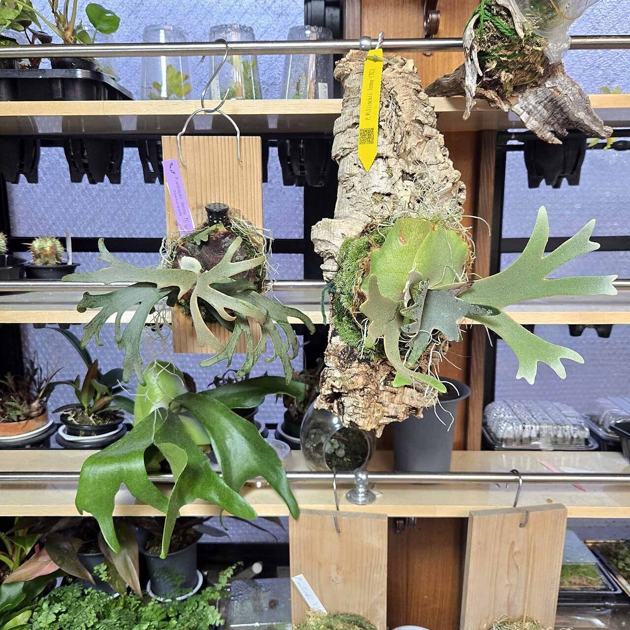 P.ウィリンキー 'ジェニー'（Platycerium willinckii 'Jenny