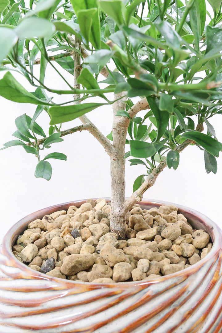 シェフレラ トライアンギュラリスAIV61323| 観葉植物の通信販売