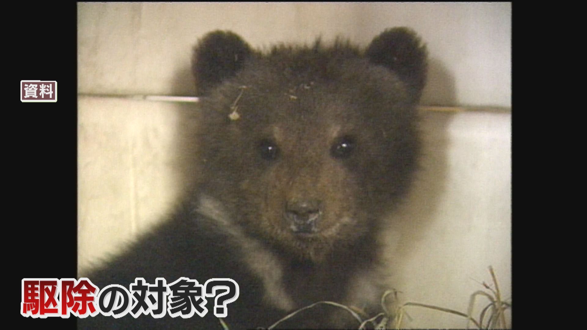 特集】旭山動物園のエゾヒグマ（3月8日放送）:今日ドキッ！｜HBC北海道放送