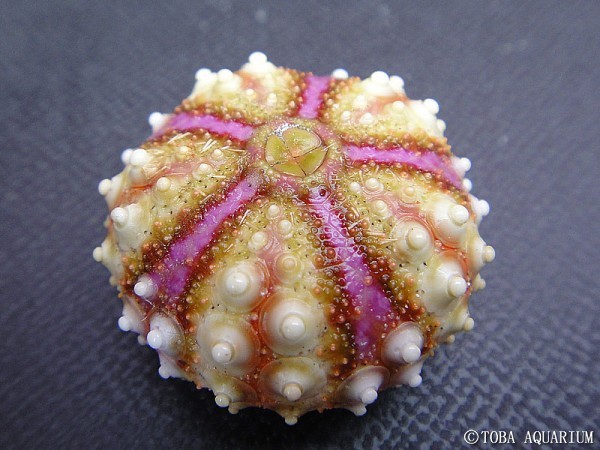 ウニコレ | 鳥羽水族館 飼育日記