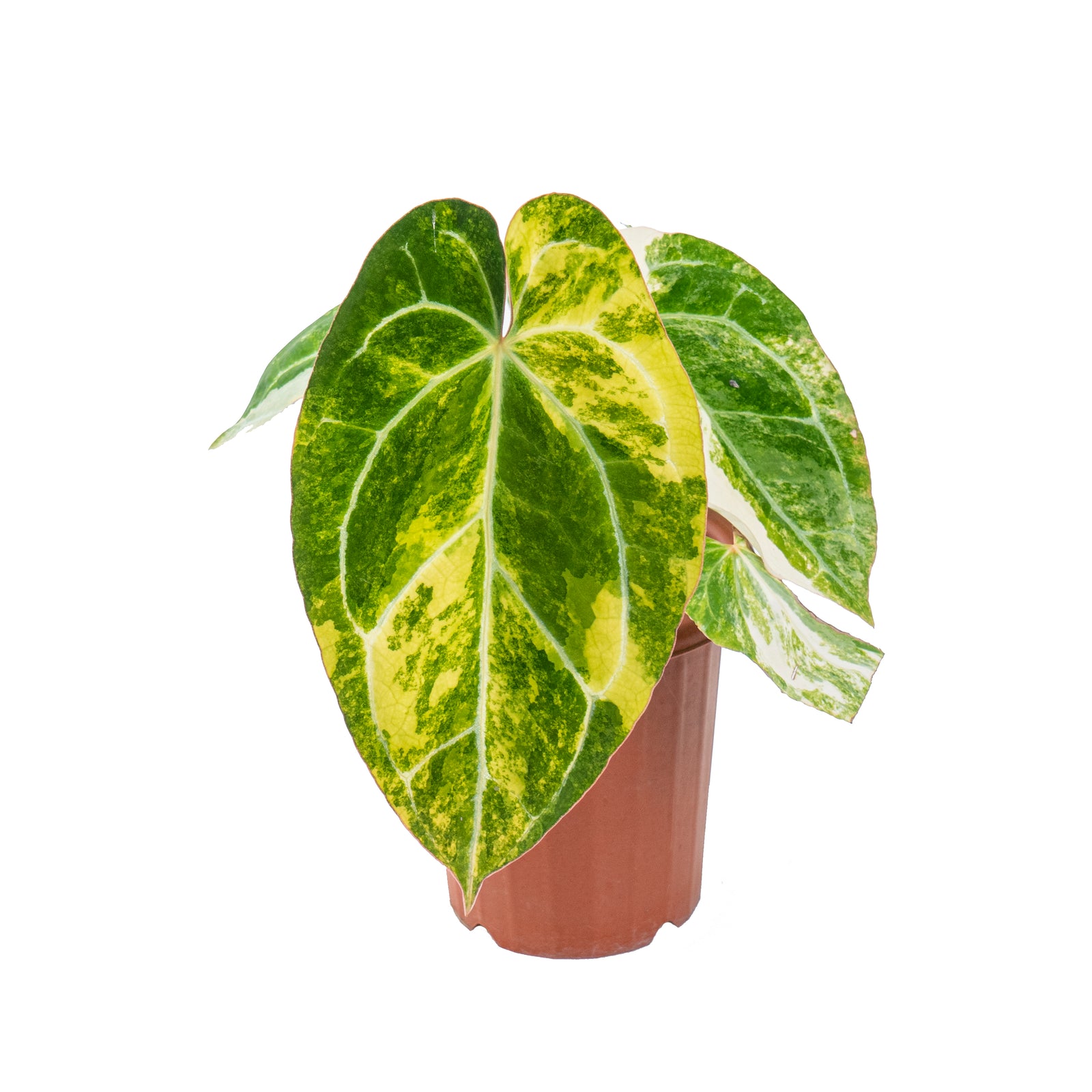 Anthurium crystallinum variegated – Aroid Market