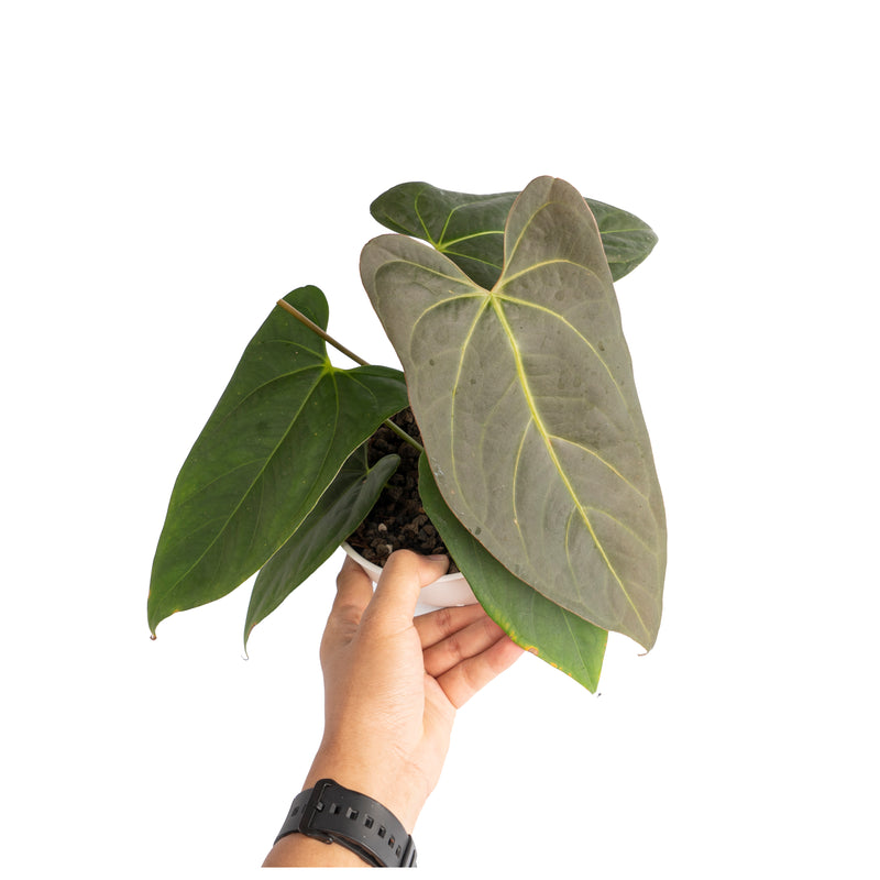 Anthurium papillilaminum x portillae – Aroid Market