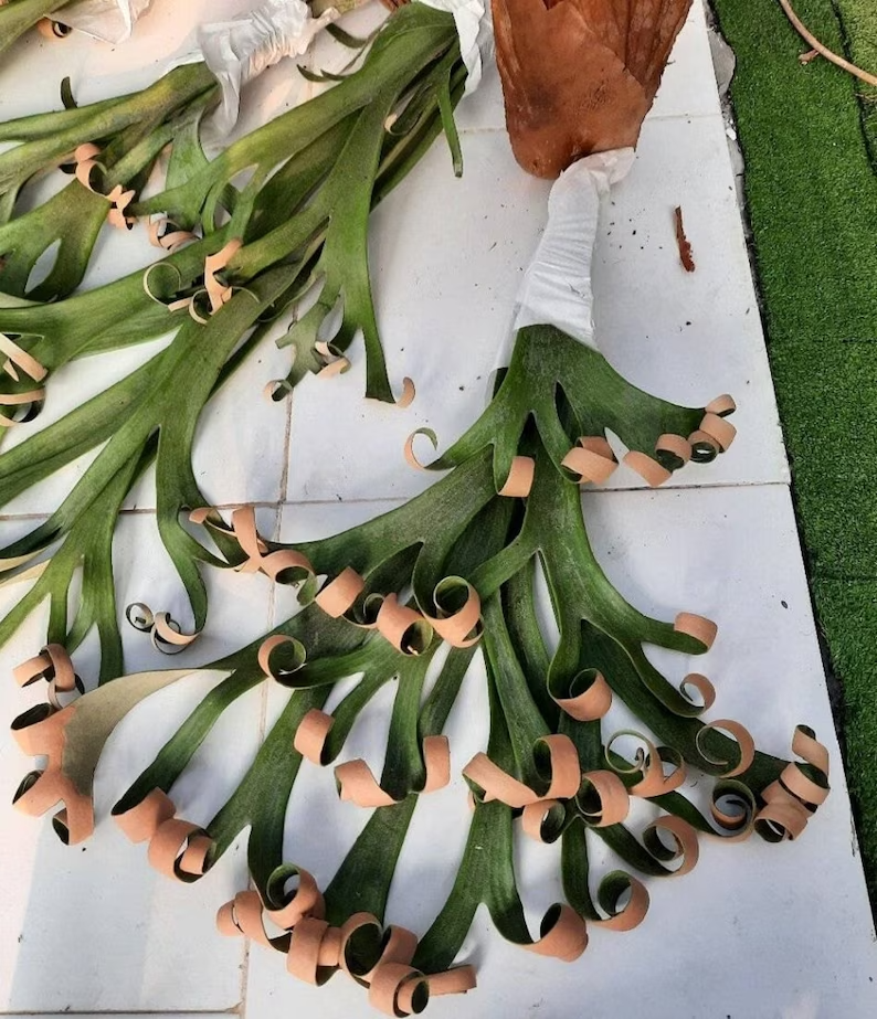 Platycerium Willinckii Roll - Aroid Nursery