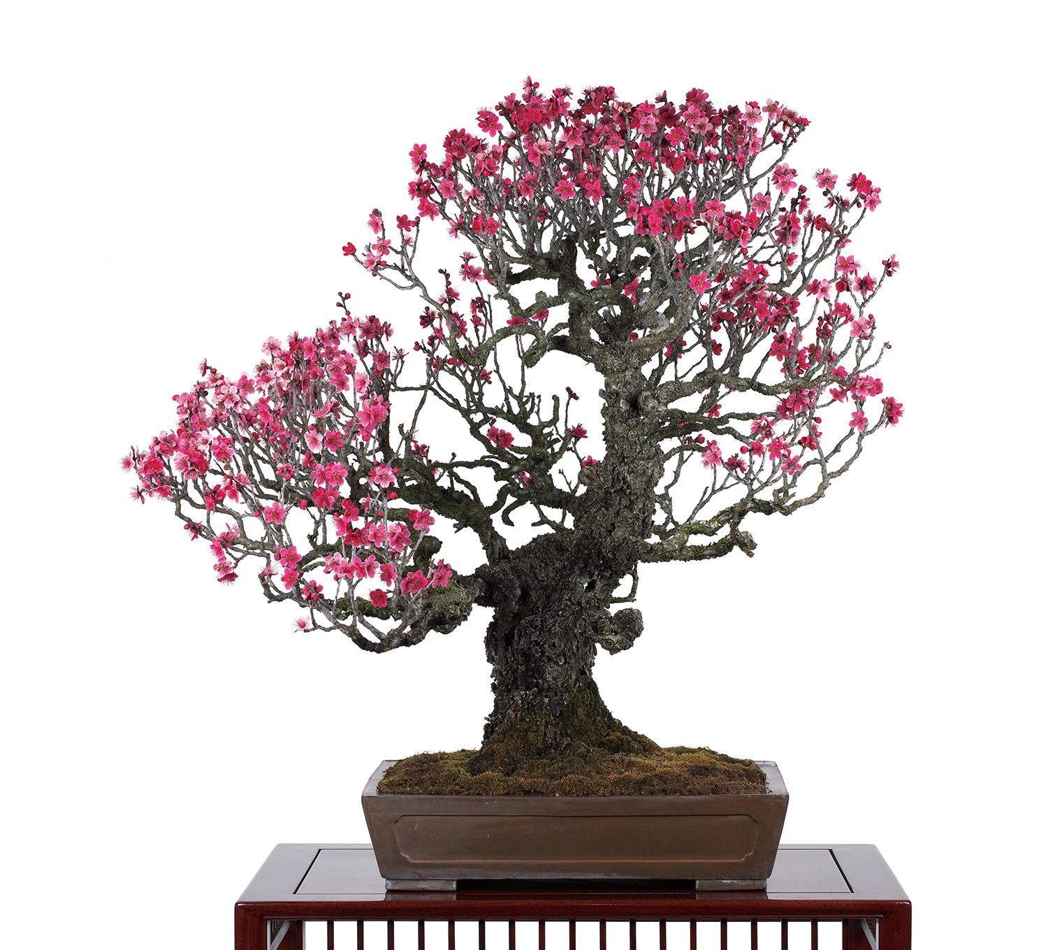 緋梅│盆栽、盆栽書籍、盆栽鉢の通販│近代出版