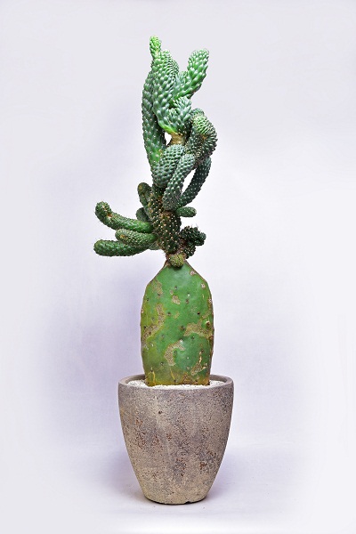 叢 - Qusamura 展 〜蠢く植物の世界〜 | PARCO MUSEUM