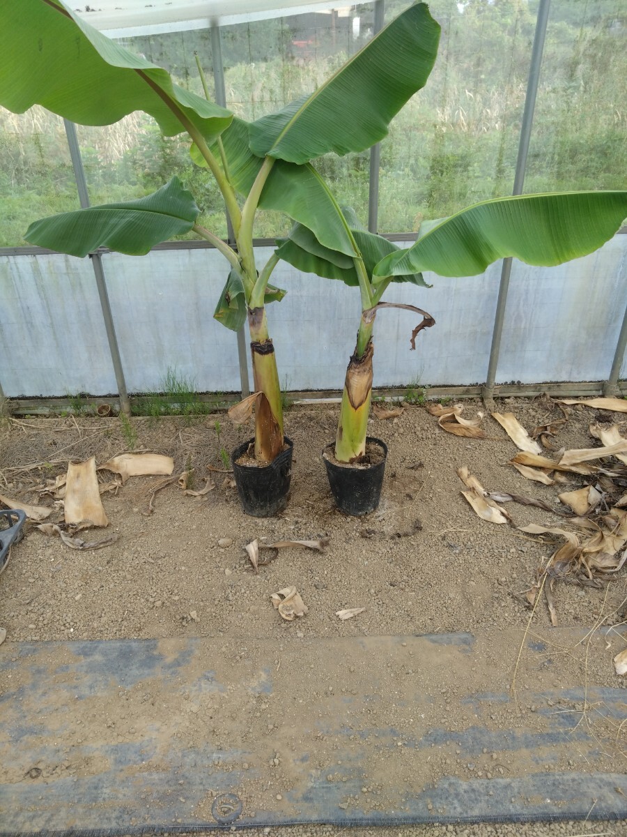 Yahoo!オークション -「ドワーフナムワ」の落札相場・落札価格