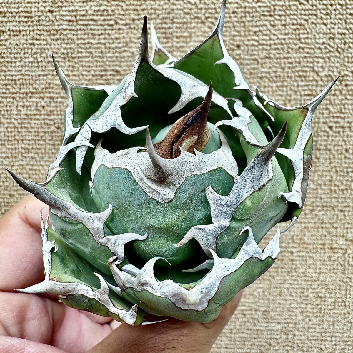 2026年最新】アガベ(Agave)のおすすめ商品 - Yahoo!オークション