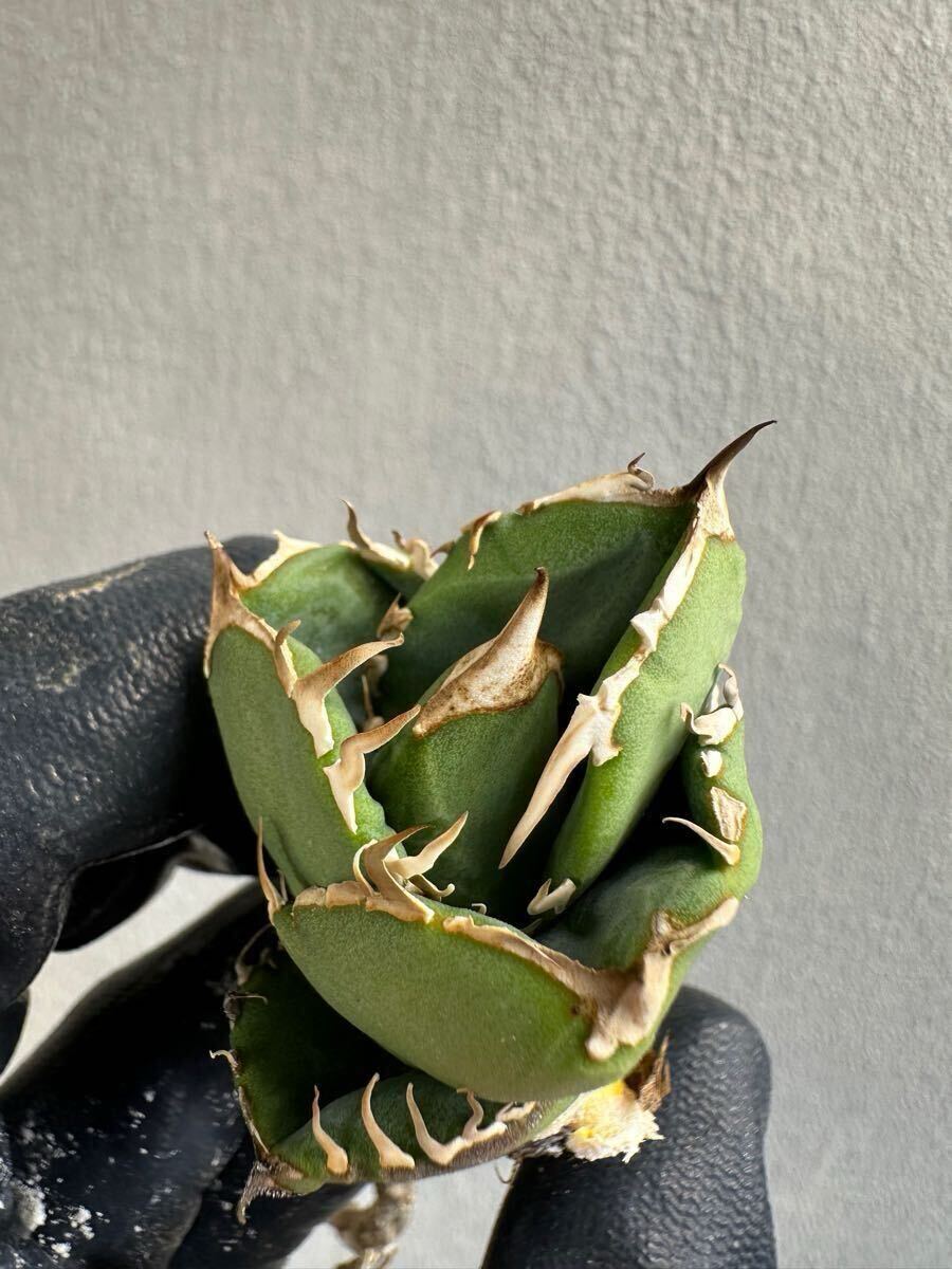 アガベ チタノタ コック CG-01 子株 Agave titanota COK(アガベ)｜売買