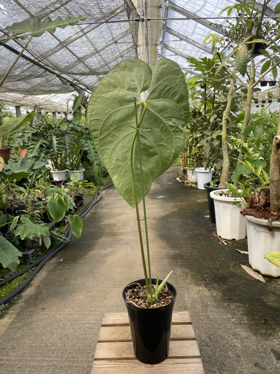 Yahoo!オークション - アンスリウム・レガレ Anthurium Regale