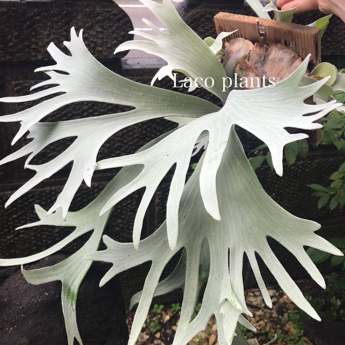 Yahoo!オークション - E-1 P. bifur sp. white ビカクシダ コウモリラ