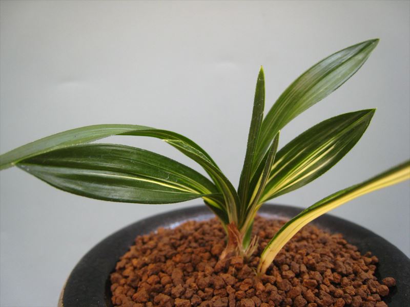 天種（韓国春蘭） | 梅里園｜オンラインショップ