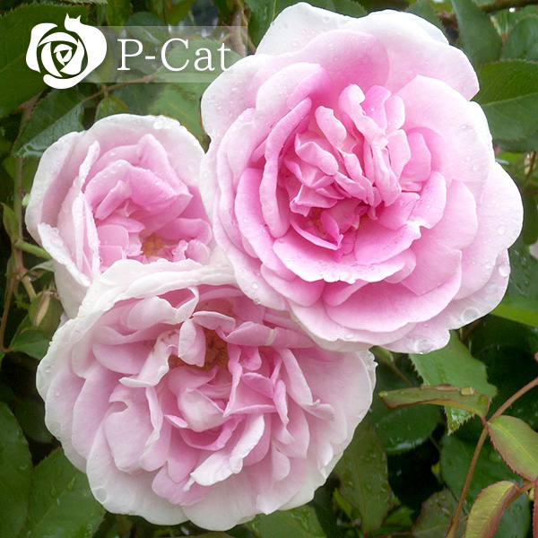 ブレイリーNo．2 Blairii No.2 ｜ ピーキャットローズショップ