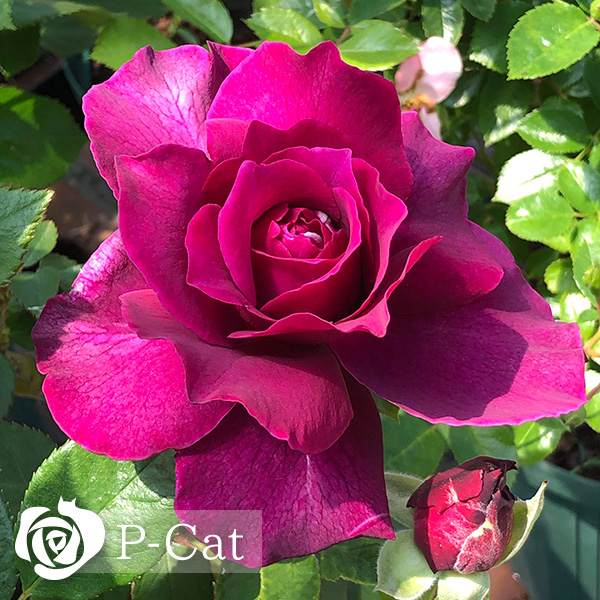 イントゥリーグ Intrigue ｜ ピーキャットローズショップ