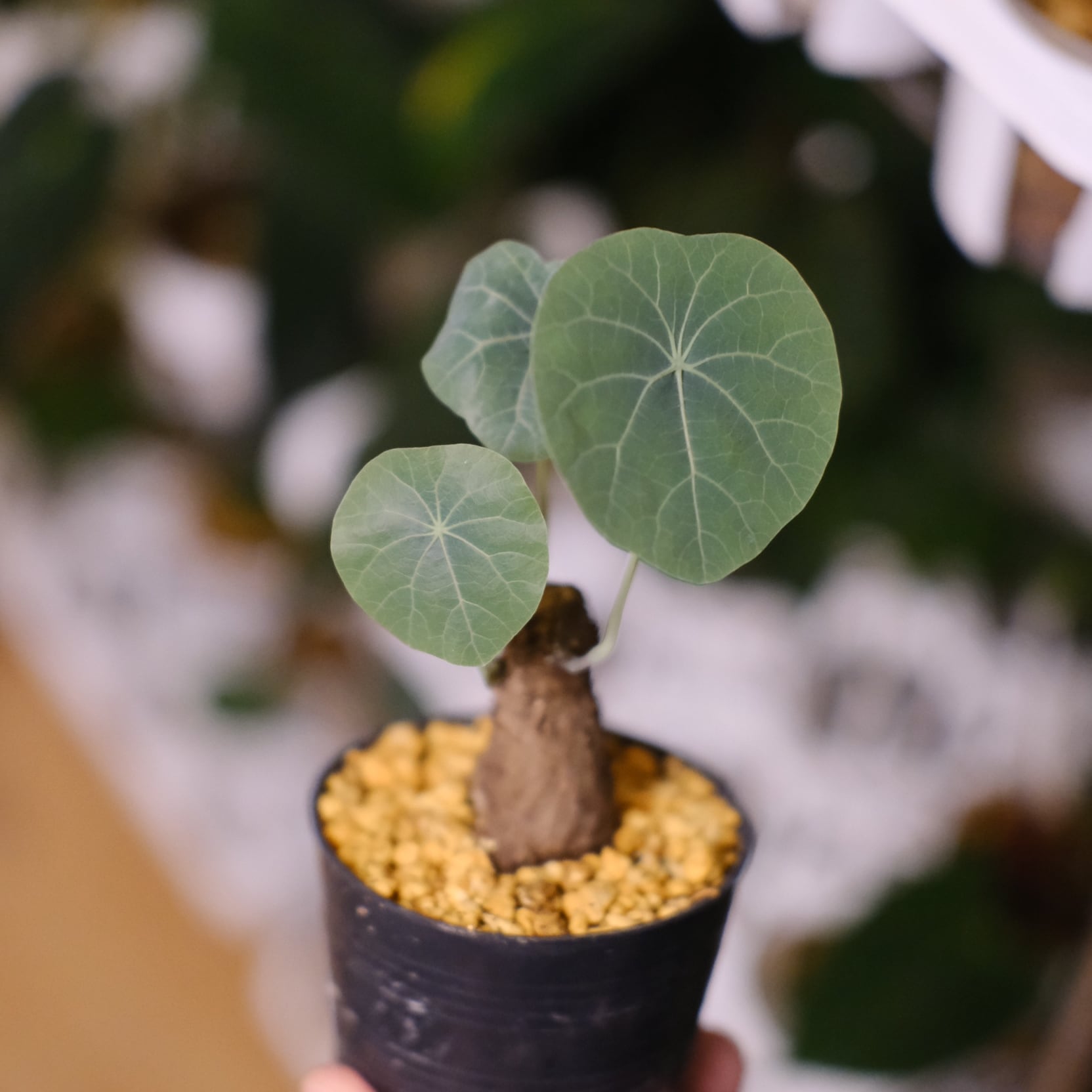 Stephania kaweesakii / ステファニア・カウィーサキ⑬ / 観葉植物