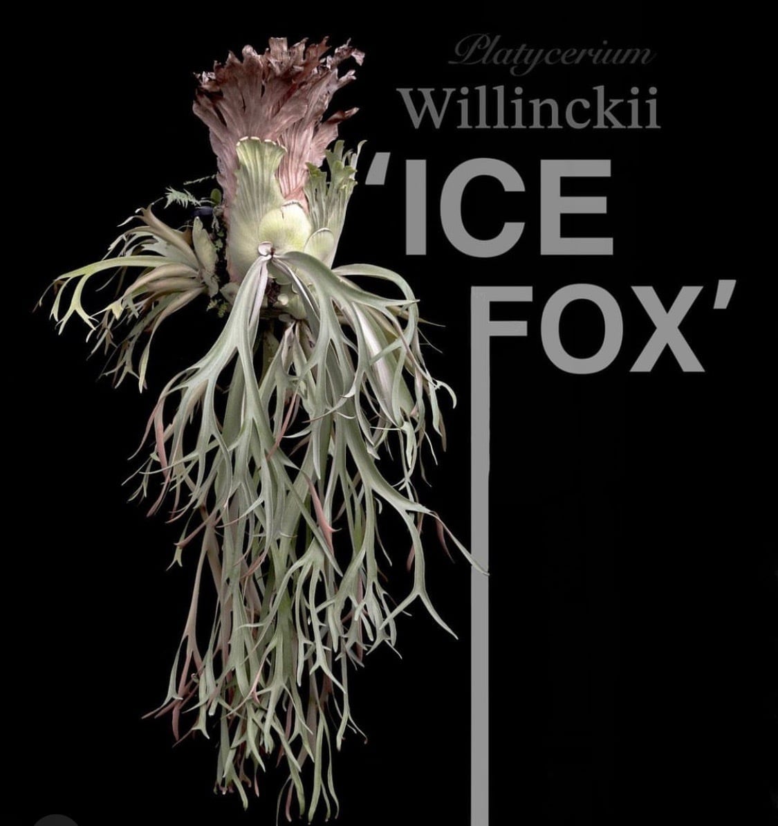 P. willinckii cv. Ice Fox | naturefix