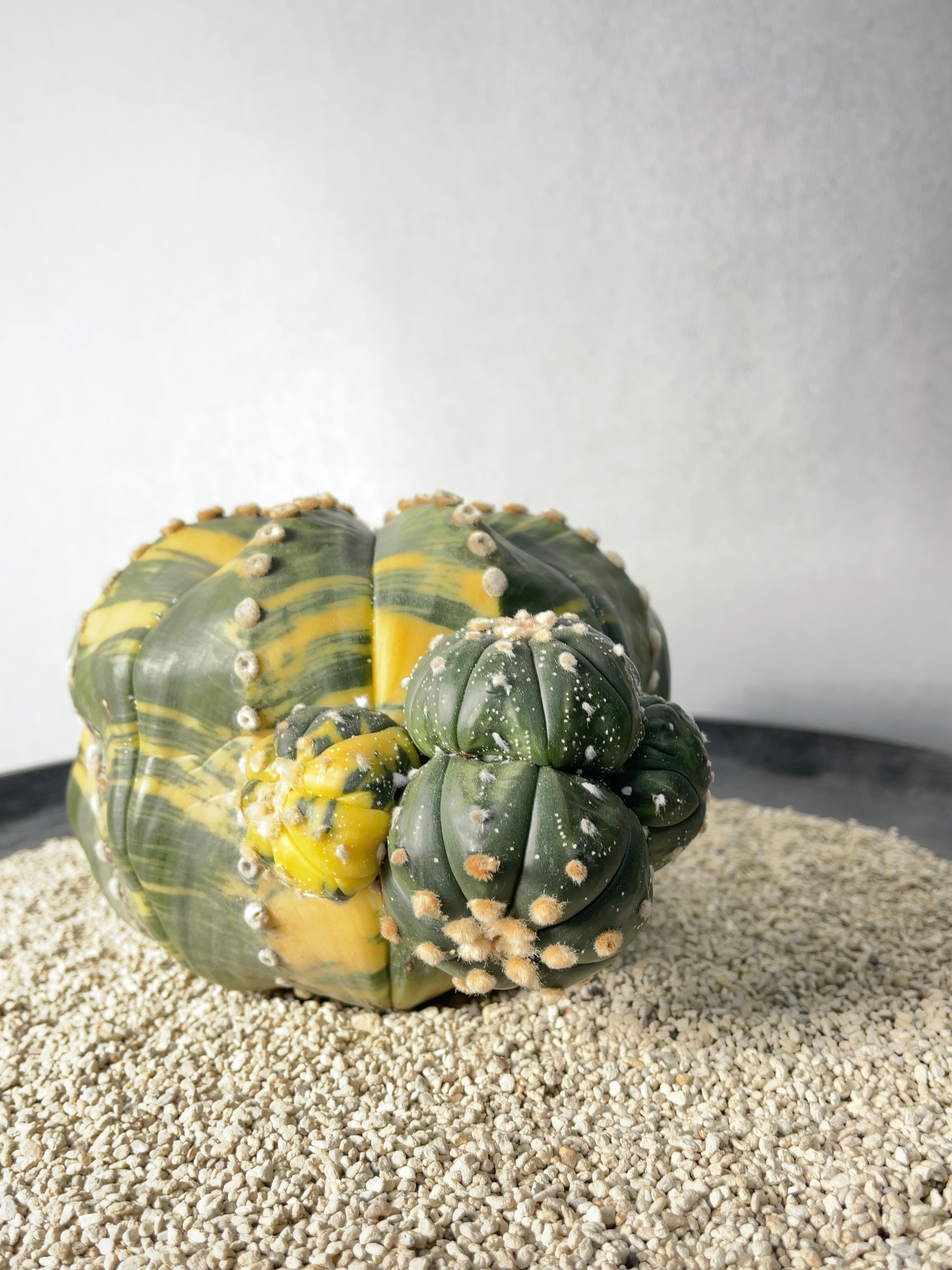 アストロフィツム・瑠璃兜錦 | trigger