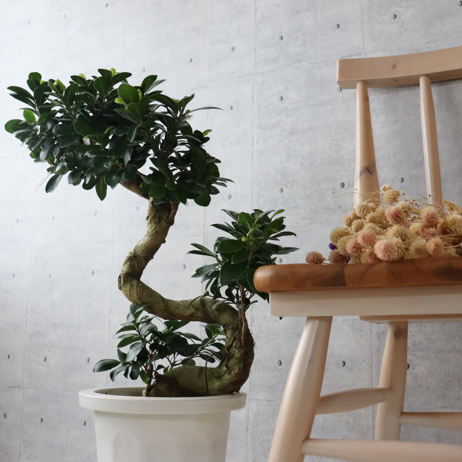 樹形◎8号鉢】 ガジュマル 曲がり 盆栽仕立て 観葉植物 室内 | 観葉