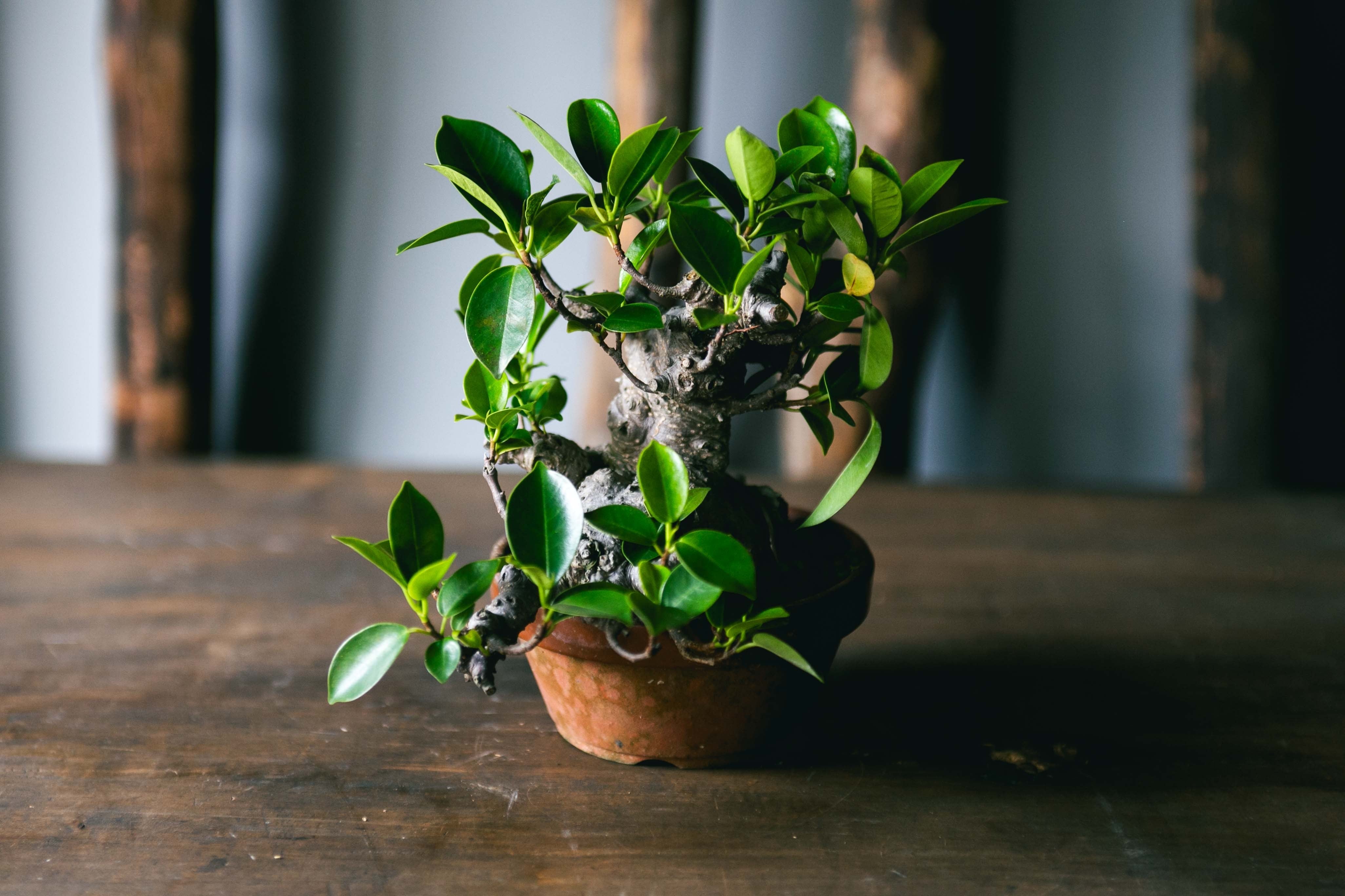 af74bf6a50709265e61a1ecea7fa1c