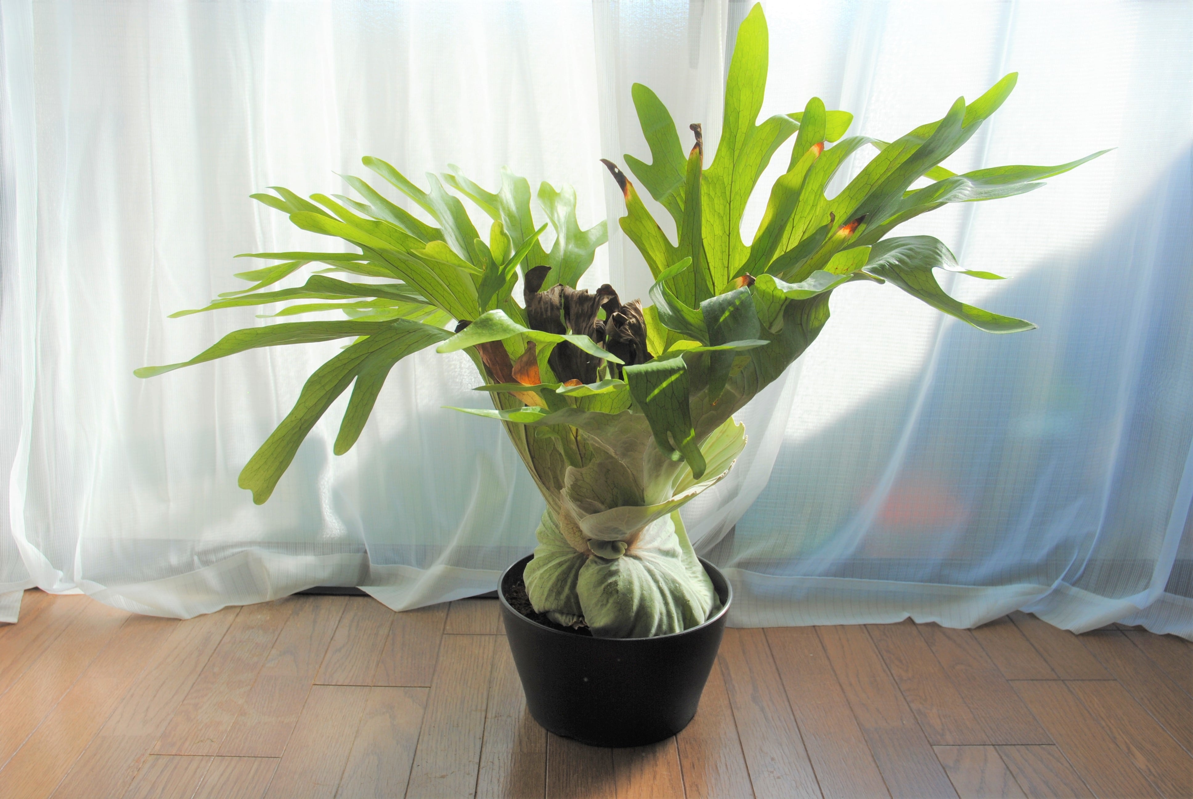 Platycerium grande ビカクシダ グランデ 特大 | plants MARU