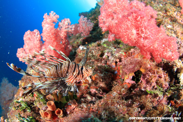 サンゴの産卵の跡【ダイビングポイント八重干瀬】 - 宮古島ファン