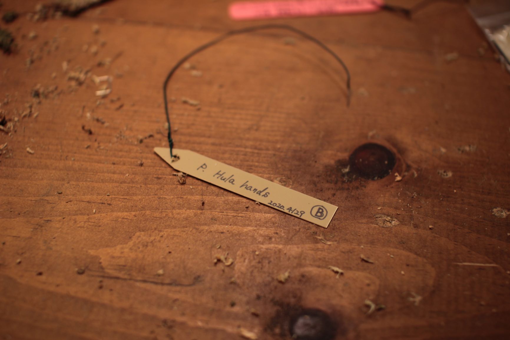 ビカクシダの園芸ラベルを新しくしてみた | ビカクシダと僕の趣味ブログ