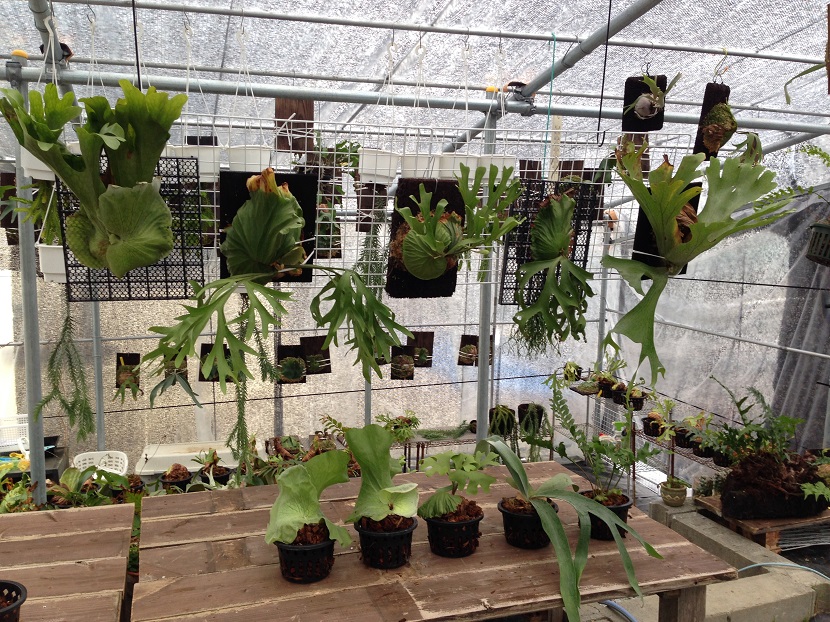 ビカクシダ入荷情報③ ビカクシダの森