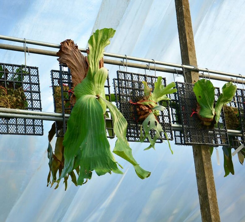 ビカクシダ入荷情報③ ビカクシダの森