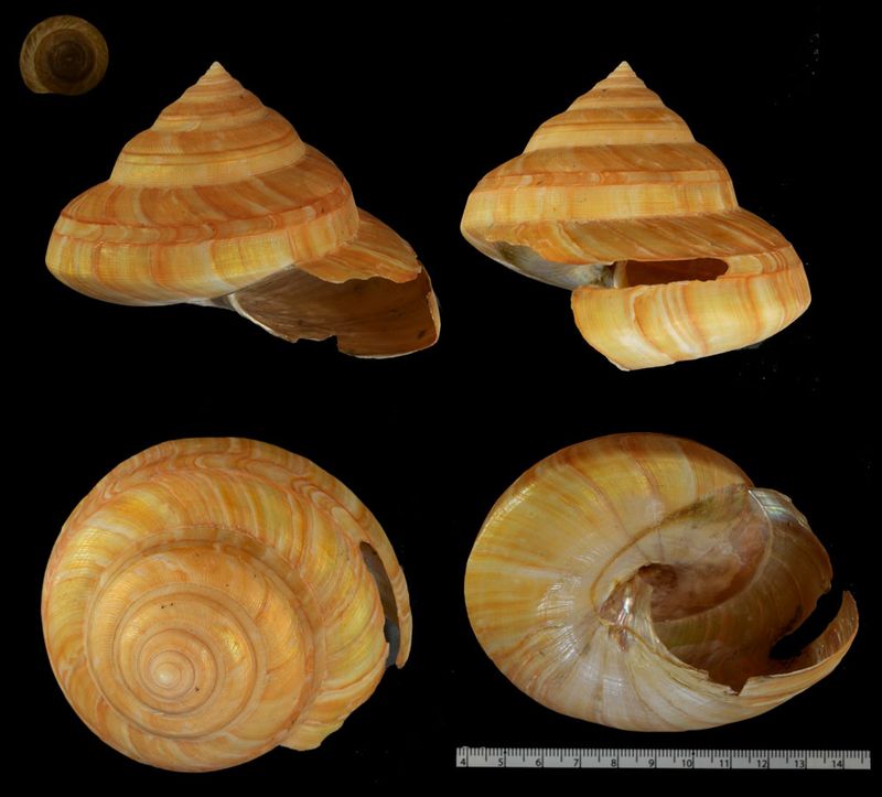 Microshells: Pleurotomaria westralis ミナミノオキナエビス