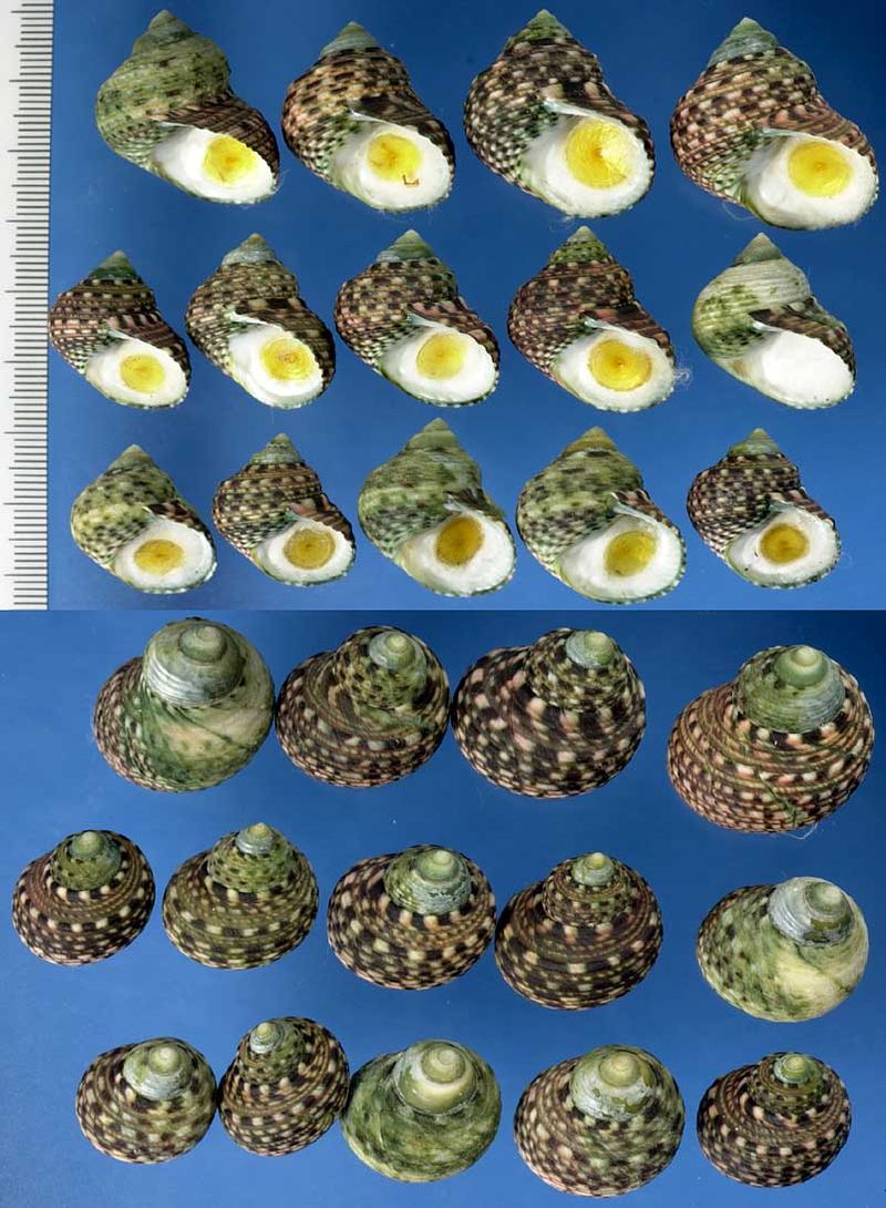 Microshells: Monodonta labio confusa イシタダミ cf.