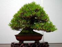 black_pine_img-1.jpg