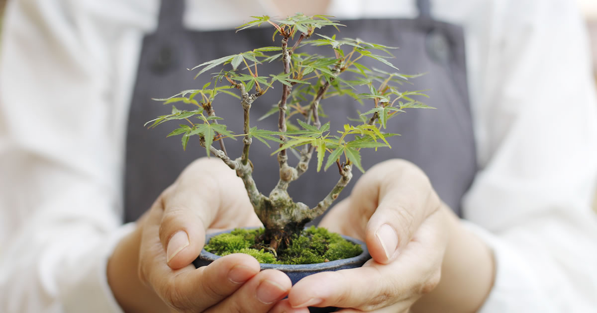 キミのミニ盆栽びより｜基礎から好きになるちいさい盆栽（ミニ・豆盆栽）