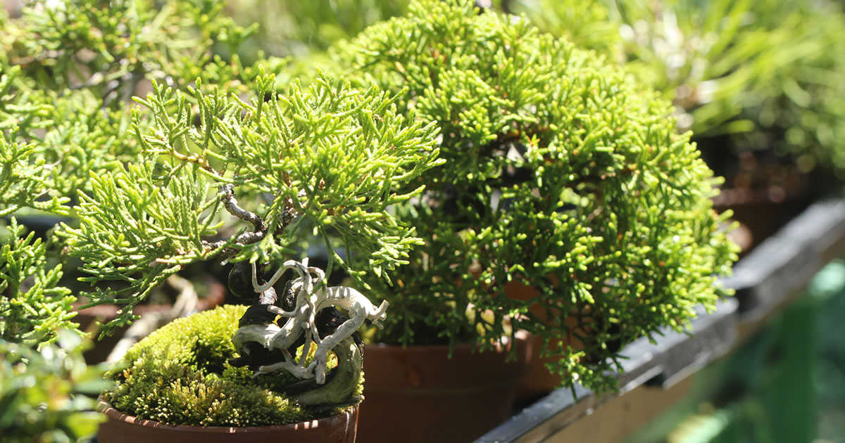 シンパク（真柏）の育て方｜キミのミニ盆栽びより